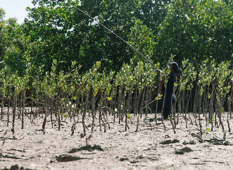Kenya’s Mangrove Restoration Projects are a Blueprint for Successful Sustainability